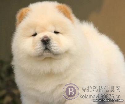 出售纯种松狮 赛级松狮犬幼犬 训练犬